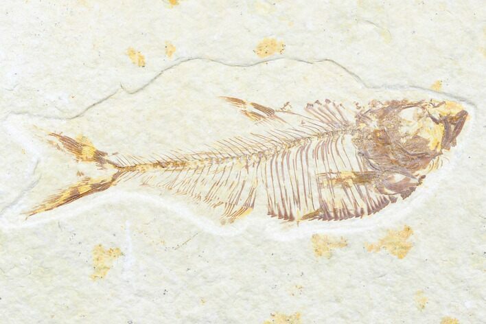 Fossil Fish (Diplomystus) - Wyoming #176315